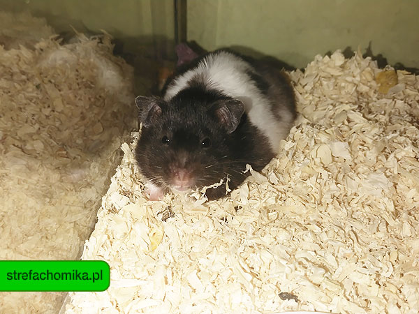 Nasza Tina (Hodowla RESHAMSTERS - Rzeszów)