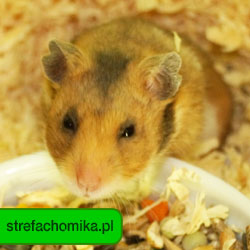 strefachomika.pl - Wszelkie Prawa Zastrzeżone przez