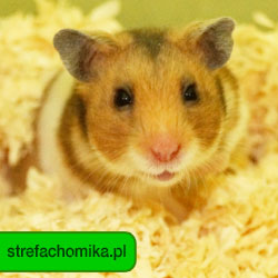 strefachomika.pl - Wszelkie Prawa Zastrzeżone przez