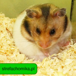 strefachomika.pl - Wszelkie Prawa Zastrzeżone przez