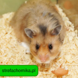 strefachomika.pl - Wszelkie Prawa Zastrzeżone przez