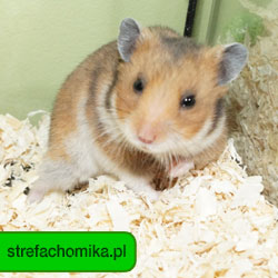 strefachomika.pl - Wszelkie Prawa Zastrzeżone przez