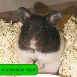 strefachomika.pl - Wszelkie Prawa Zastrzeżone przez