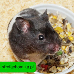 strefachomika.pl - Wszelkie Prawa Zastrzeżone przez