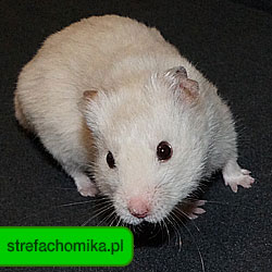 strefachomika.pl - Wszelkie Prawa Zastrzeżone przez